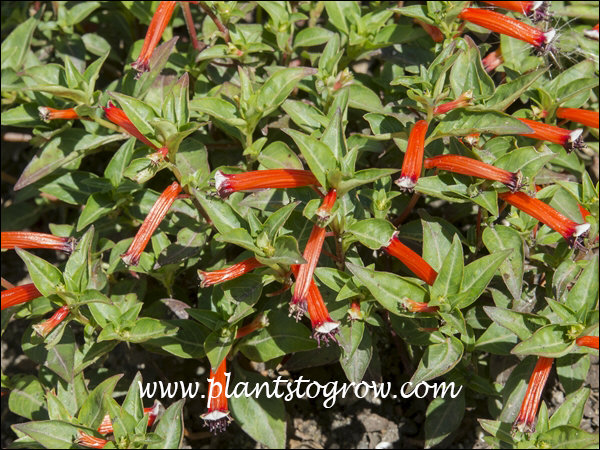 Dynamite Cuphea (Cuphea ignea) 
.Easy to see how this plant gets it's name.